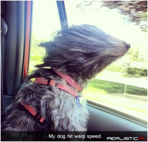 Dog hit warp speed