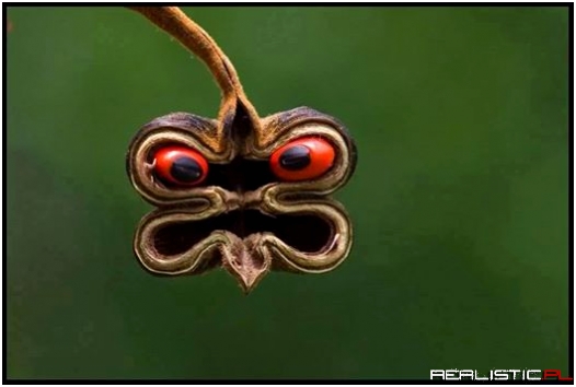 Angry little seed pod!