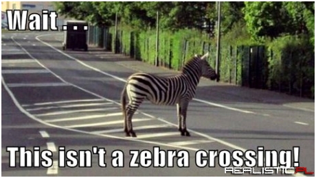 Zebra na drodze