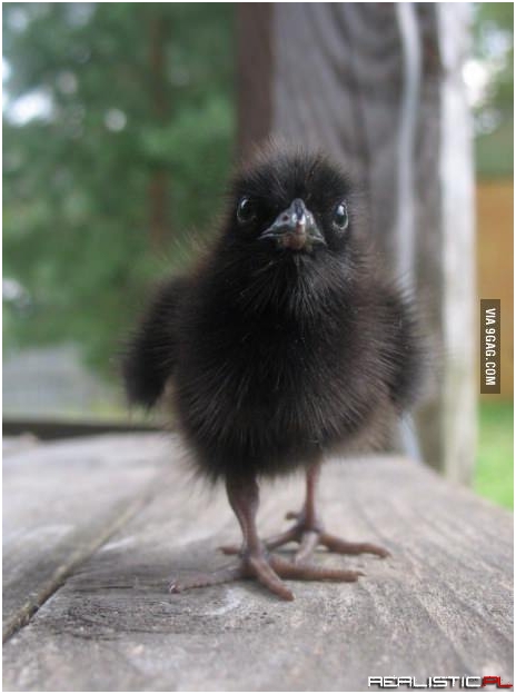 Baby raven