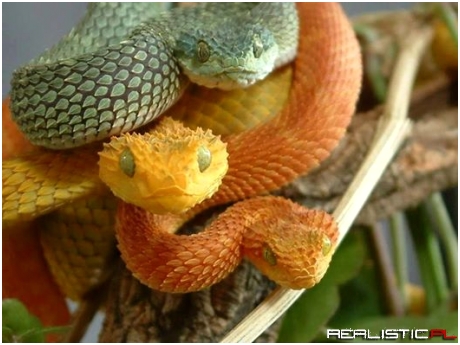 Bush Viper Snakes - Aren't They Adorable?