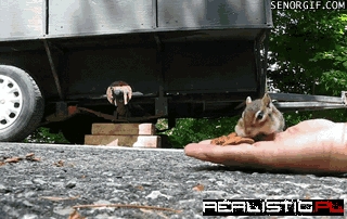 Chipmunk is Nuts About Almonds